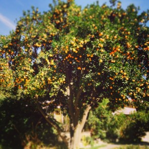 Orange tree